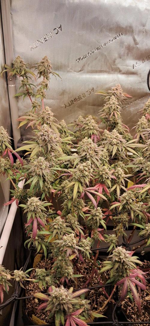 Strawberry-/Rainbow Pave/Lemon CherryPop. Week 8 - Strawbery Pave