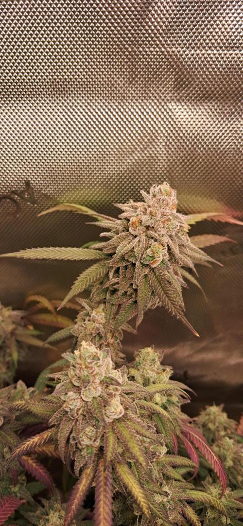 Strawberry-/Rainbow Pave/Lemon CherryPop. Week 8 - Strawbery Pave