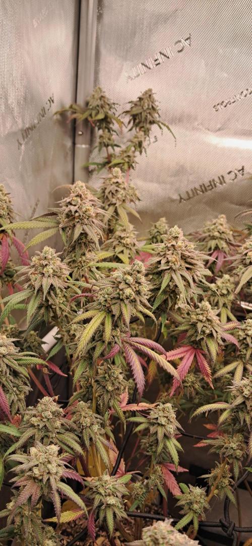 Strawberry-/Rainbow Pave/Lemon CherryPop. Week 8 - Strawbery Pave