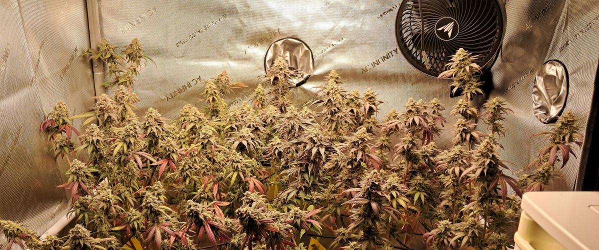 Strawberry-/Rainbow Pave/Lemon CherryPop. Week 8 - End of Week 8 Flower