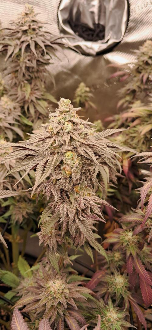 Strawberry-/Rainbow Pave/Lemon CherryPop. Week 8 - Lemon Cherry Pop