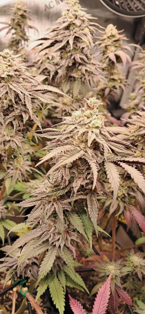 Strawberry-/Rainbow Pave/Lemon CherryPop. Week 8 - Lemon Cherry Pop