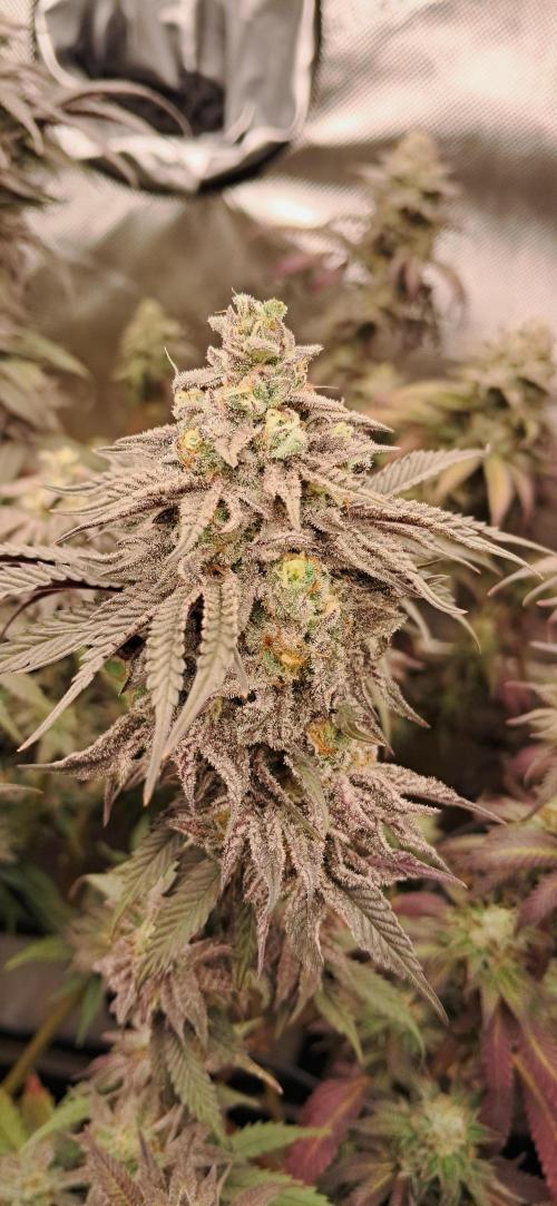 Strawberry-/Rainbow Pave/Lemon CherryPop. Week 8 - Lemon Cherry Pop