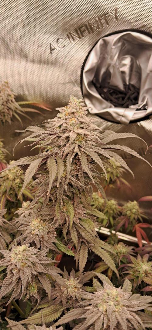 Strawberry-/Rainbow Pave/Lemon CherryPop. Week 8 - Lemon Cherry Pop