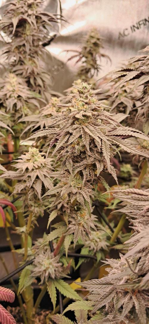 Strawberry-/Rainbow Pave/Lemon CherryPop. Week 8 - Lemon Cherry Pop