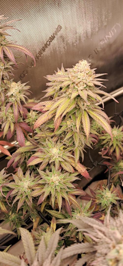 Strawberry-/Rainbow Pave/Lemon CherryPop. Week 8 - Rainbow Pave