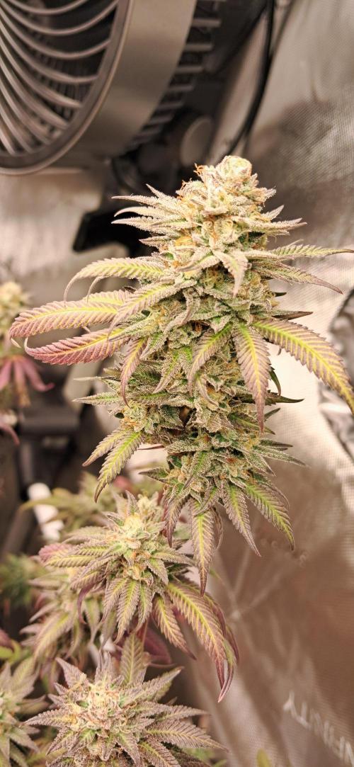 Strawberry-/Rainbow Pave/Lemon CherryPop. Week 8 - Rainbow Pave