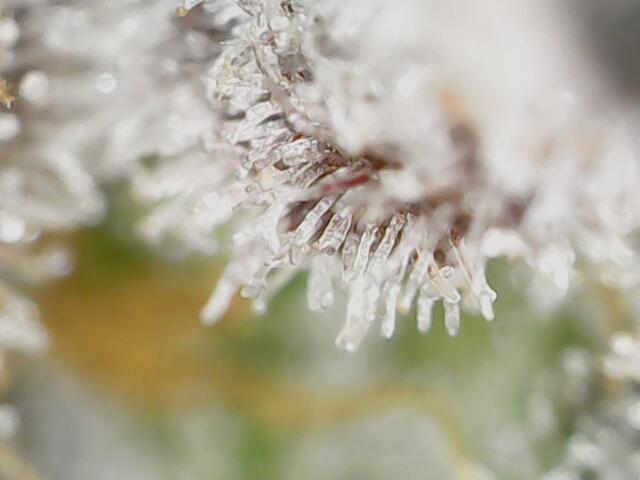 Strawberry-/Rainbow Pave/Lemon CherryPop. Week 8 - Lemon Cherry Pop