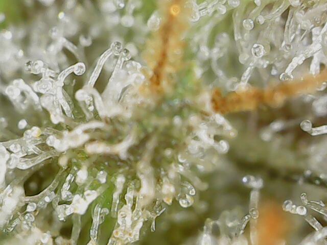 Strawberry-/Rainbow Pave/Lemon CherryPop. Week 8 - Lemon Cherry Pop