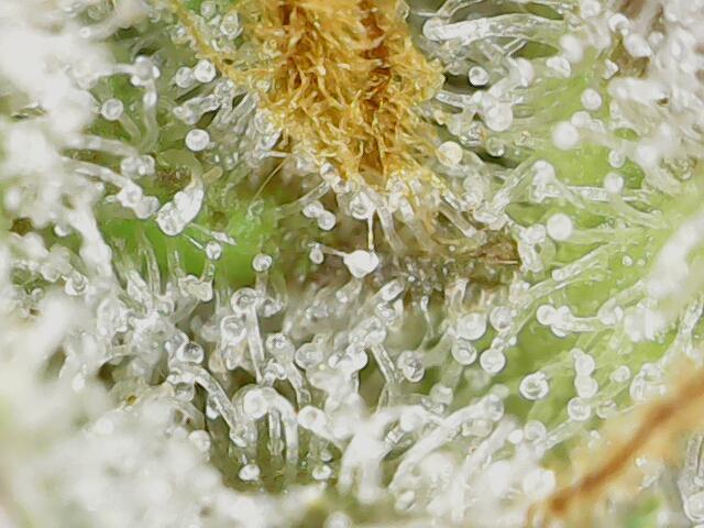 Strawberry-/Rainbow Pave/Lemon CherryPop. Week 8 - Lemon Cherry Pop