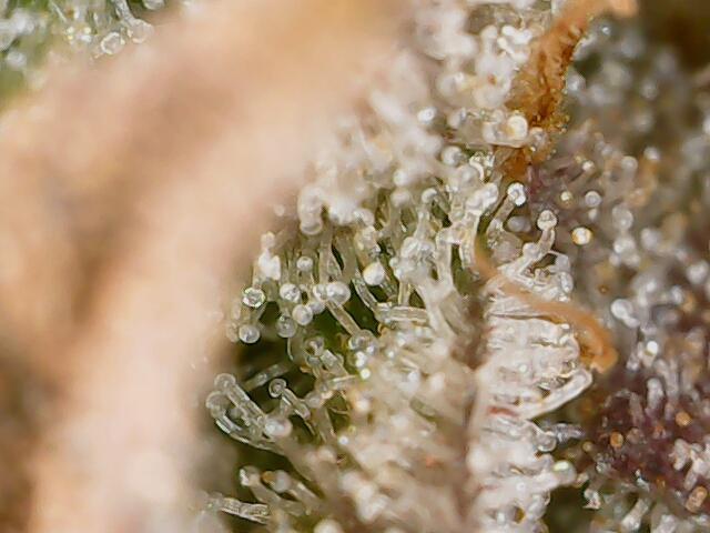 Strawberry-/Rainbow Pave/Lemon CherryPop. Week 8 - Lemon Cherry Pop