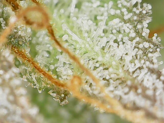 Strawberry-/Rainbow Pave/Lemon CherryPop. Week 8 - Rainbow Pave