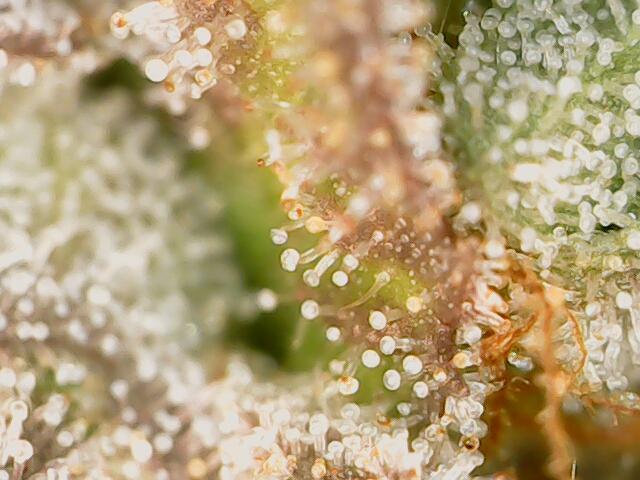 Strawberry-/Rainbow Pave/Lemon CherryPop. Week 8 - Rainbow Pave