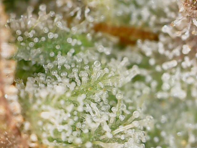 Strawberry-/Rainbow Pave/Lemon CherryPop. Week 8 - Rainbow Pave