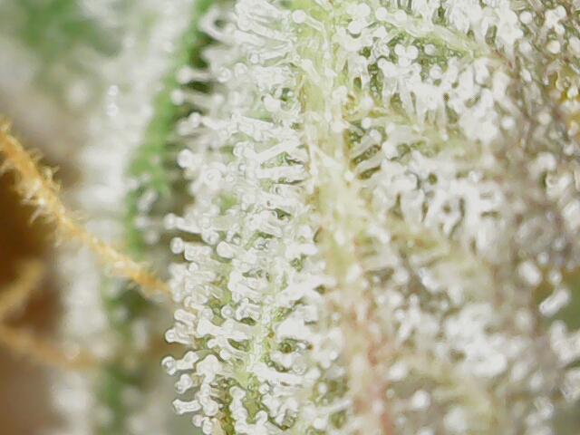 Strawberry-/Rainbow Pave/Lemon CherryPop. Week 8 - Rainbow Pave