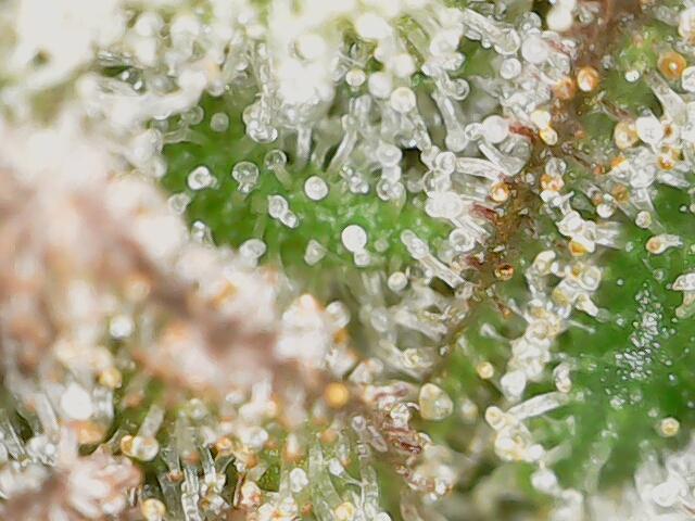 Strawberry-/Rainbow Pave/Lemon CherryPop. Week 8 - Strawberry Pave