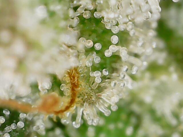 Strawberry-/Rainbow Pave/Lemon CherryPop. Week 8 - Strawberry Pave