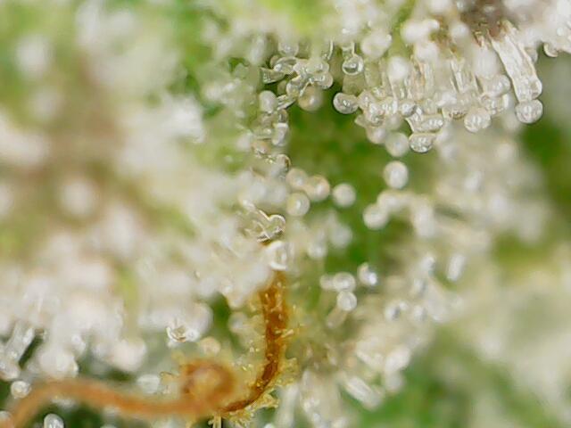 Strawberry-/Rainbow Pave/Lemon CherryPop. Week 8 - Strawberry Pave