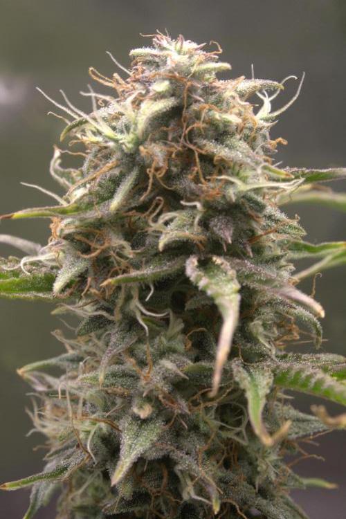 Blue Bourbon Smash Auto Aeque Genetics. Week 10 - White pistils still popping

Day 70