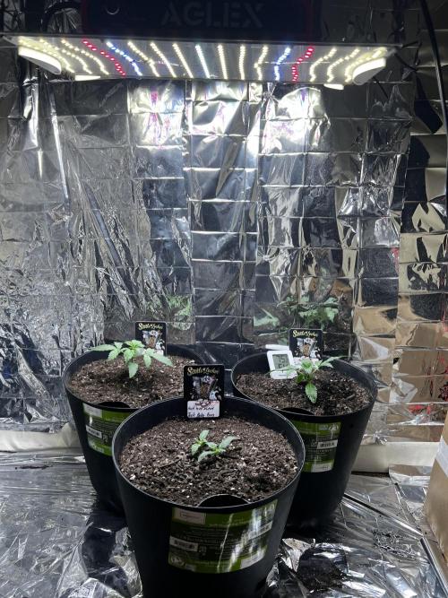 Back 2 The Future. Week 0 - Back 2 the Future (pot in front) was actually a twin!