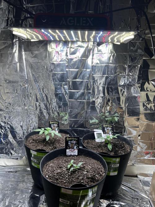 Back 2 The Future. Week 0 - (I overwatered only the smaller of the twins survived 🙁. She’s a SURVIVOR 