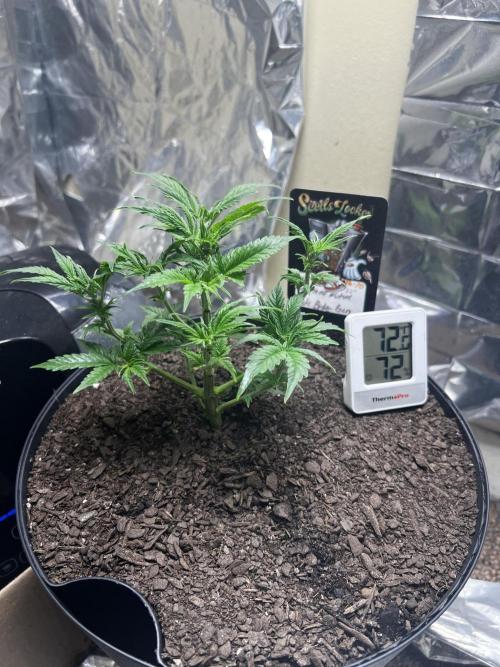 Back 2 The Future. Week 2 - High Humidity was fluctuating crazy