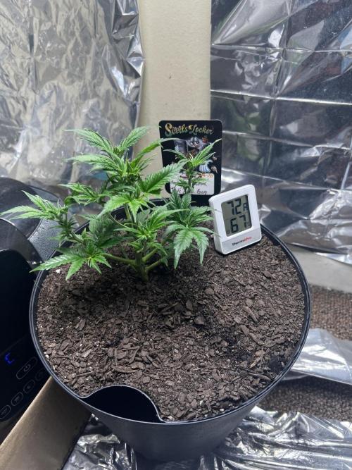 Back 2 The Future. Week 2 - She bounced back after the potting