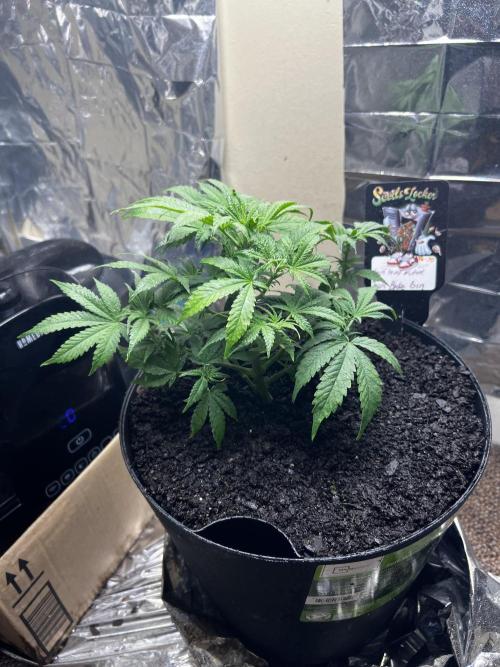 Back 2 The Future. Week 2 - Looking healthy 💪🏿 