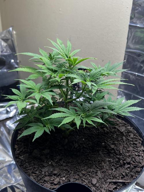 Back 2 The Future. Week 4 - Great growth vibrant greens