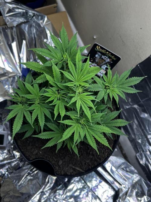 Back 2 The Future. Week 4 - Looks like some
Pre flowering going on