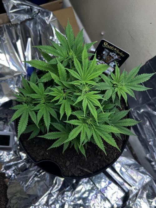 Back 2 The Future. Week 4