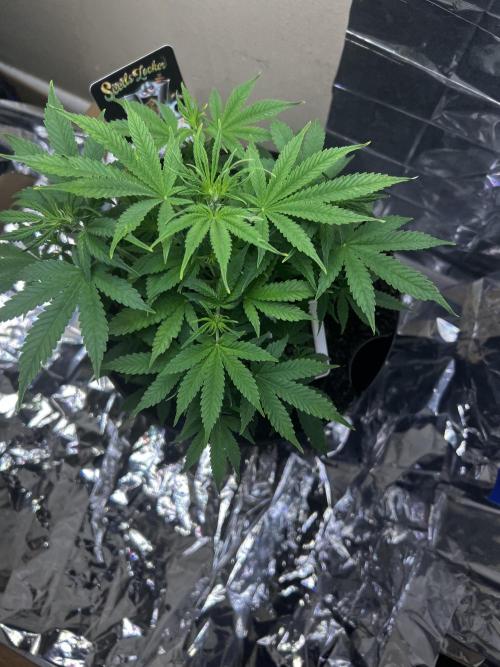 Back 2 The Future. Week 4