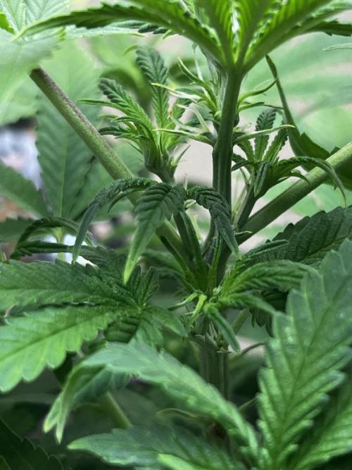 Back 2 The Future. Week 4 - Pisitils or Balls? ( Even with Auto Fems I get anxious) 