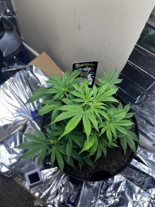 Back 2 The Future. Week 4