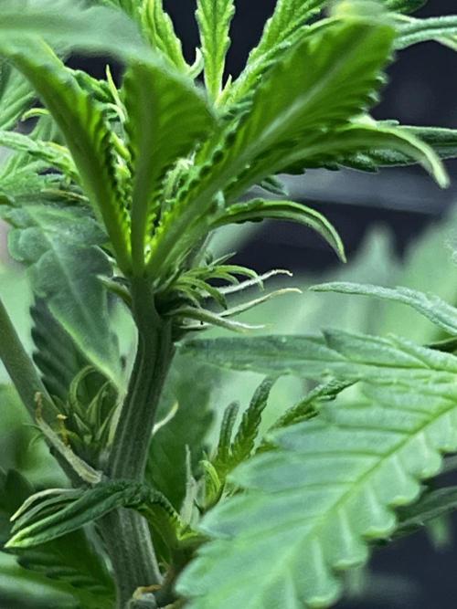 Back 2 The Future. Week 5 - Def Fem