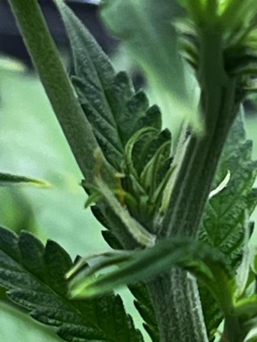 Back 2 The Future. Week 5