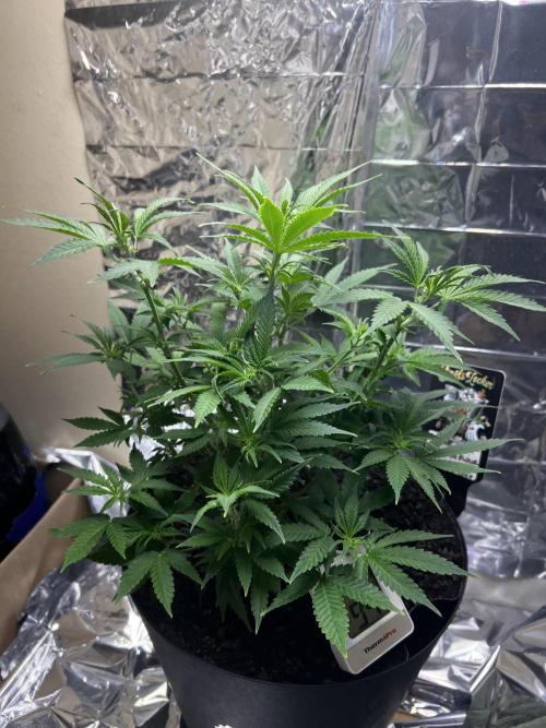 Back 2 The Future. Week 5