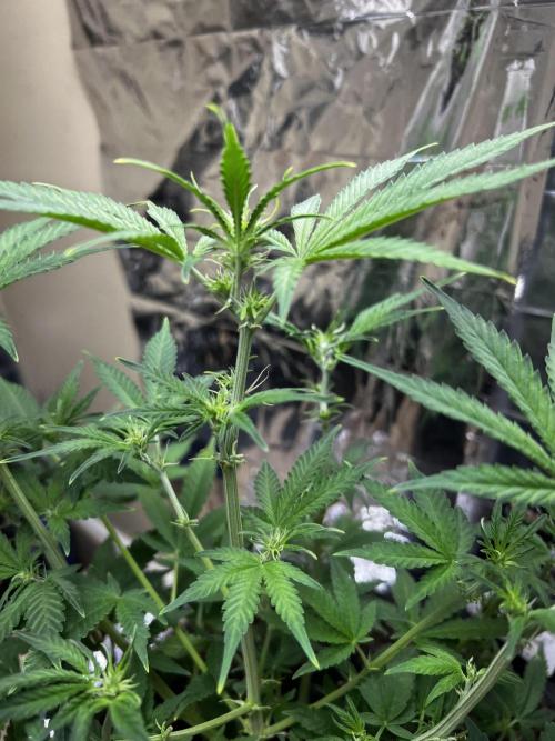 Back 2 The Future. Week 5