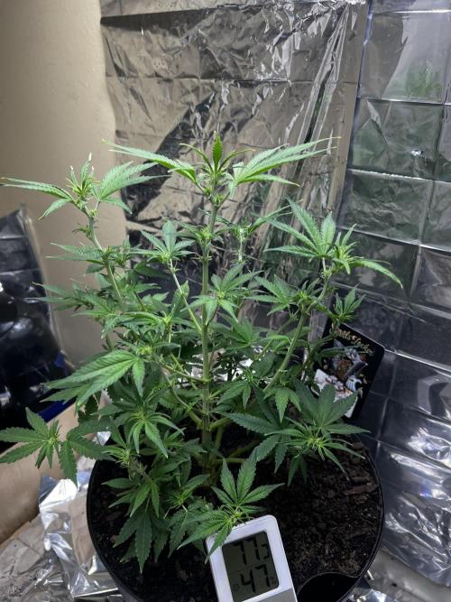 Back 2 The Future. Week 5