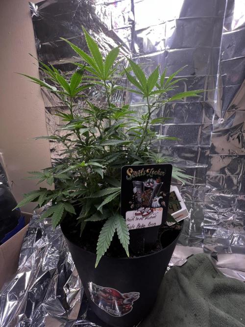 Back 2 The Future. Week 5