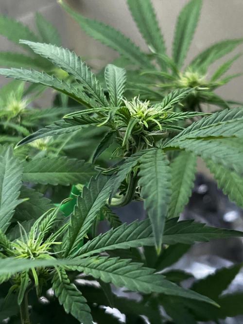 Back 2 The Future. Week 7 - Flowering nicely