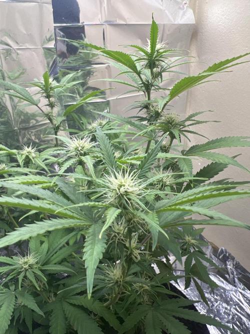 Back 2 The Future. Week 7