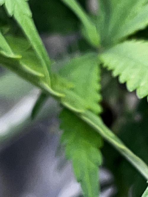 Back 2 The Future. Week 7 - Nice sharp leafs