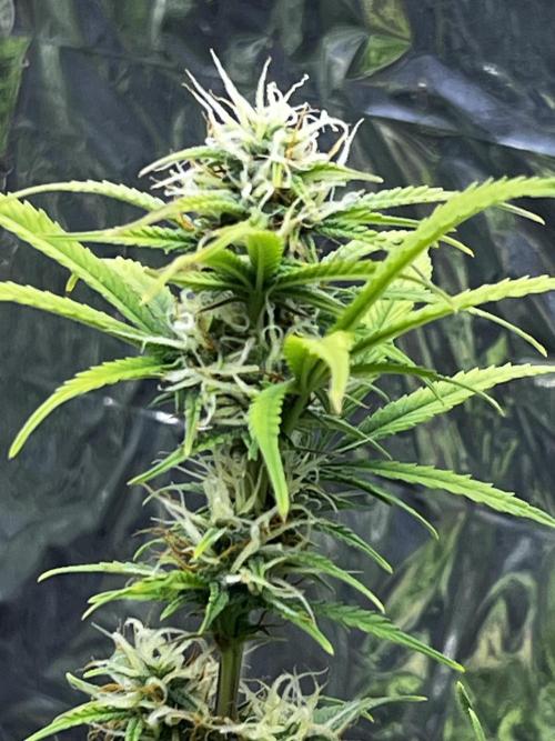 Back 2 The Future. Week 9 - Flowering nicely 