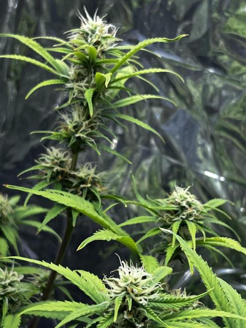 Back 2 The Future. Week 9