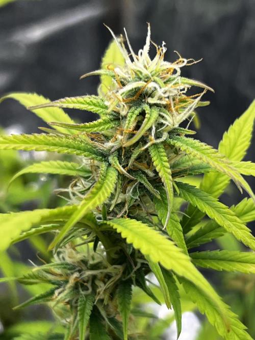 Back 2 The Future. Week 9