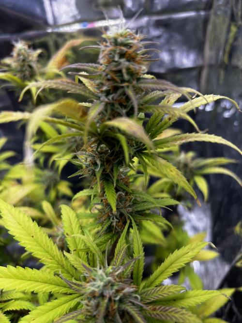 Back 2 The Future. Week 10