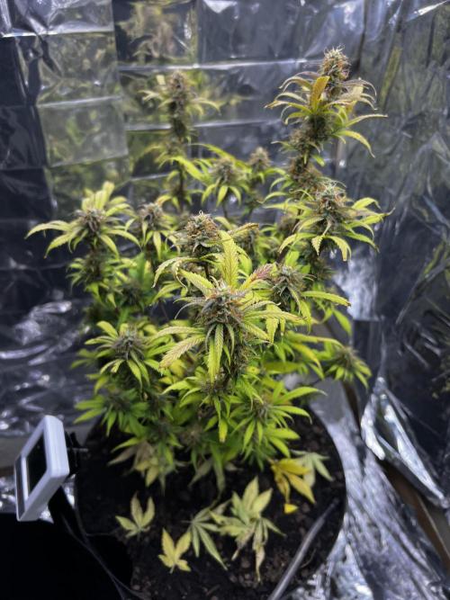 Back 2 The Future. Week 10