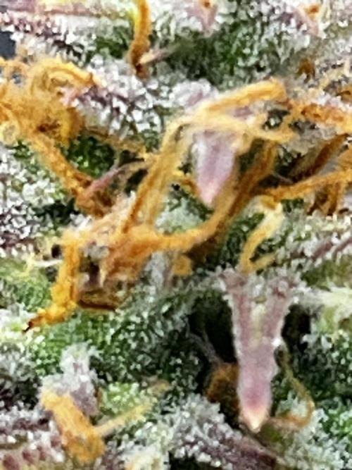 Back 2 The Future. Week 10