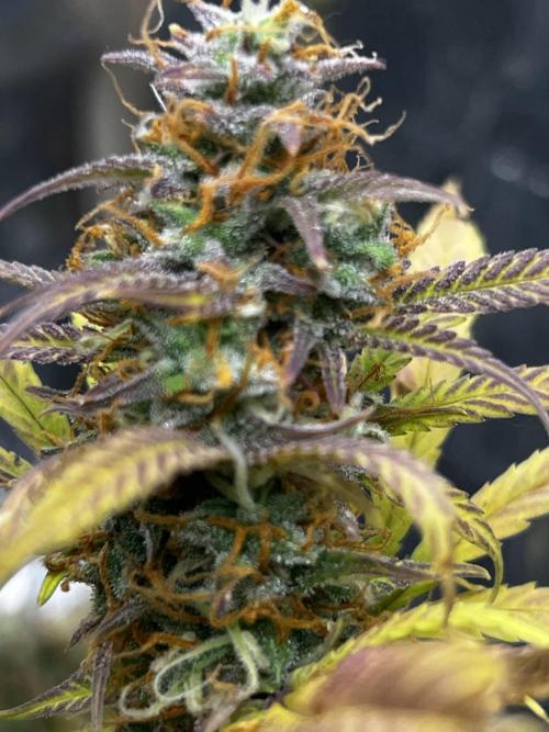 Back 2 The Future. Week 10